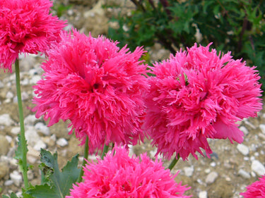 250 Organic PEONY POPPY MIX Papaver Paeoniflorum Mixed Colors Red, White, Pink, Black, Purple, Salmon, Bronze, Lilac, & Bicolor Flower Seeds